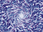 Nebularae